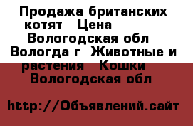 Продажа британских котят › Цена ­ 2 000 - Вологодская обл., Вологда г. Животные и растения » Кошки   . Вологодская обл.